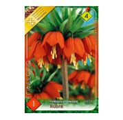 Bulbi de flori Fritillaria Imperialis Rubra 1buc