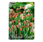 Bulbi de flori Fritillaria uva-vulpis 10buc