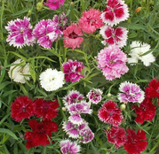 Seminte flori Garoafe chinezesti (Dianthus chinensis) amestec de culori 0,5g