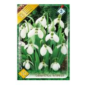 Bulbi de flori Ghiocei Galanthus elwesii 10buc