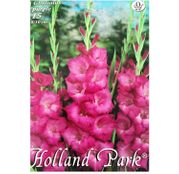 Bulbi de flori Gladiole Purple 15buc