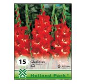 Bulbi de flori Gladiole red 15buc