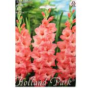 Bulbi de flori Gladiole Pink  15buc
