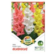 Bulbi de flori Gladiole Trio bright light 9buc