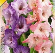 Bulbi de flori Gladiole Duo Lilac&Pink 10buc