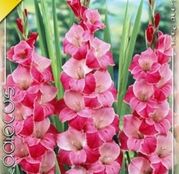 Bulbi de flori Gladiole Invitatie 8buc