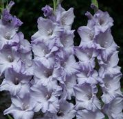 Bulbi de flori Gladiole Sweet Blue 10 buc