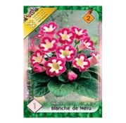 Bulbi de flori Gloxinia Blanche Mer 1 buc