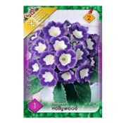 Bulbi de flori Gloxinia Hollywood 1 buc