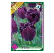 Bulbi de flori Lalele Fringed Gorilla 6 buc
