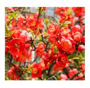 Gutui japonez (Chaenomeles japonica)