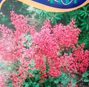 Seminte flori Heuchera (Heuchera Sanguinea) rosie 0.25g