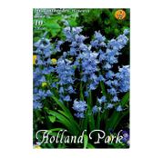 Bulbi de flori Hyacinthoides hispanica albastru 10buc