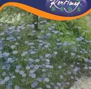 Seminte flori In decorativ (Linum perenne) albastru 1g