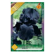 Bulbi de flori Iris germanica Black 1 buc
