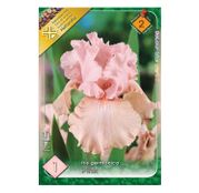Bulbi de flori Iris germanica Pink 1 buc