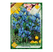 Bulbi de flori Iris Reticulata Harmony 10buc