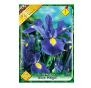 Bulbi de flori Iris hollandica Blue Magic 10 buc