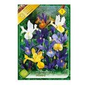 Bulbi de flori Iris hollandica Mixed 10buc