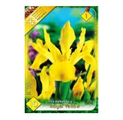 Bulbi de flori Iris hollandica Royal Yellow 10buc