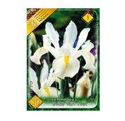 Bulbi de flori Iris hollandica White van Vliet 10buc