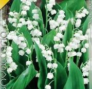 Bulbi de flori Convallaria Majalis 5buc