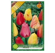 Bulbi de flori Lalele Darwin hybrid mix (10buc, 20buc)