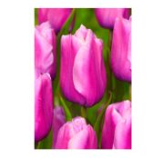 Bulbi de flori Lalele Holland Beauty 6buc