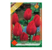 Bulbi de flori Lalele Triumph Red 6 buc