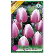 Bulbi de flori Lalele Synaeda Blue 7 buc