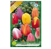 Bulbi de flori Lalele Triumph Mixed (8 buc, 20buc)