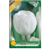 Bulbi de flori Lalele Triumph White 6 buc