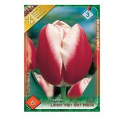 Bulbi de flori Lalele Leen van der Mark 6 buc