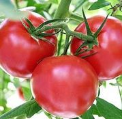 Seminte tomate (rosii) Leonora F1 1000 seminte