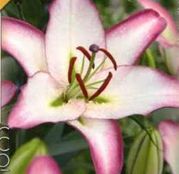 Bulbi de flori Crin Oriental Hybrid Hotline 1buc