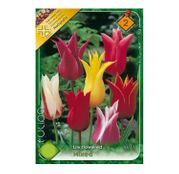 Bulbi de flori Lalele  Lilyflowered Mixed (6 buc,20 buc)
