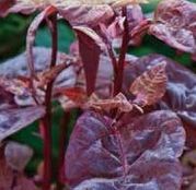 Seminte Loboda rosie (Atriplex hortensis f.rubra) 0.4g