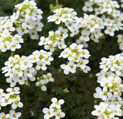 Seminte flori Lobularia (Lobularia maritima) alba 
