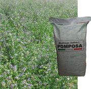 Seminte Lucerna Pomposa (25kg/sac)