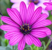 Seminte Margarete africane (Osteospermum ecklonis) mix 5 sem.