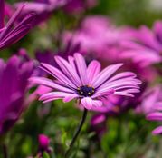 Seminte flori Margarete africane (Osteospermum) amestec de culori