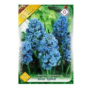 Bulbi de flori Muscari armeniacum Blue Spike 10buc