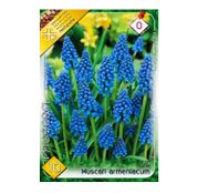 Bulbi de flori Muscari Armeniacum 10buc