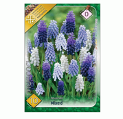 Bulbi de flori Muscari Mix 10buc