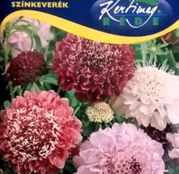 Seminte flori Muscata dracului (Scabiosa atropurpurea) amestec de culori 1g