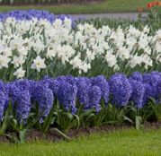 Aranjament bulbi de toamna Zambile Delft Blue si Narcise Mount Hood 