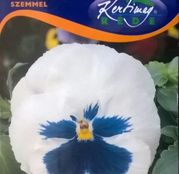 Seminte flori Panselute (Viola x witrockiana) albe cu ochi albastri 0.25g 
