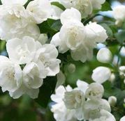 Arbusti ornamentali Iasomie (Philadelphus Coronarius) - 3 plante