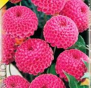 Bulbi de flori Dalia Pompon Jan v. Schaffelaar 1buc