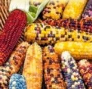 Seminte Porumb Decorativ (Zea mays) Mix 5g